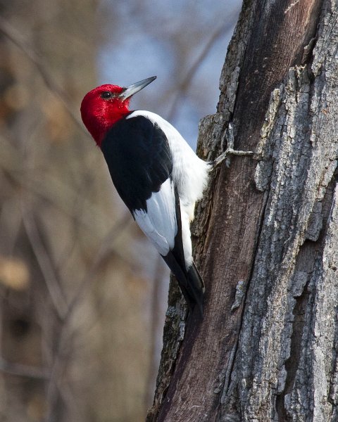RHWoodpecker-0016