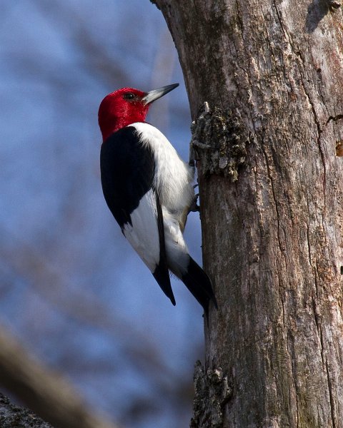 RHWoodpecker-0018
