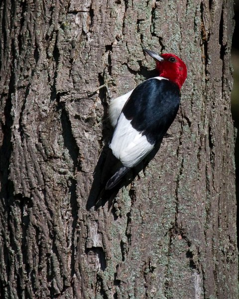 RHWoodpecker-0019