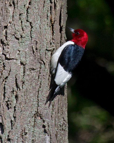 RHWoodpecker-0020