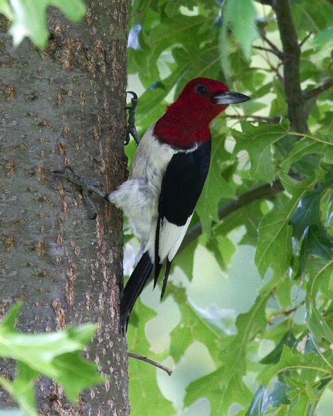 RHWoodpecker-0022