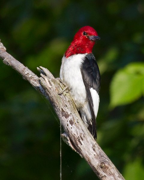 RHWoodpecker-0024
