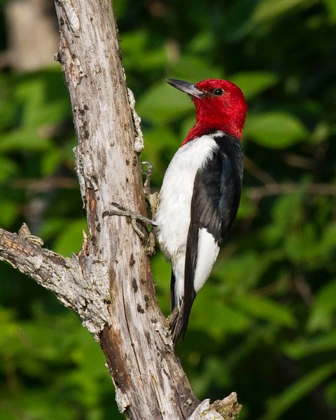 RHWoodpecker-0028