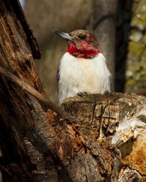 RHWoodpecker-0054