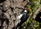 Woodpeckers