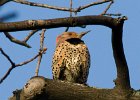NrthFlicker-0009.jpg