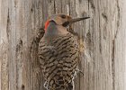 NrthFlicker-0011.jpg