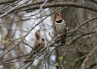 NrthFlicker-0020.jpg