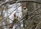 NrthFlicker-0021.jpg