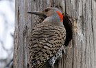 NrthFlicker-0025.jpg