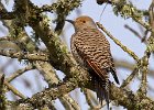 NrthFlicker-0026.jpg
