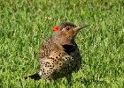 NrthFlicker-0029.jpg