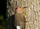 NrthFlicker-0034.jpg