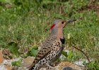 NrthFlicker-0037.jpg