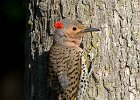 NrthFlicker-0039.jpg