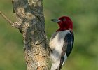 RHWoodpecker-0002.jpg