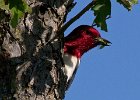 RHWoodpecker-0003.jpg