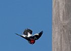 RHWoodpecker-0004.jpg