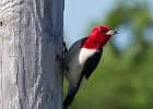 RHWoodpecker-0005.jpg