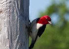 RHWoodpecker-0007.jpg