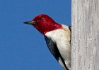 RHWoodpecker-0008.jpg