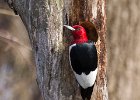 RHWoodpecker-0015.jpg
