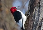 RHWoodpecker-0016.jpg