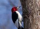 RHWoodpecker-0018.jpg