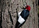 RHWoodpecker-0019.jpg