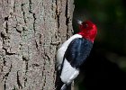 RHWoodpecker-0020.jpg