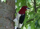 RHWoodpecker-0022.jpg