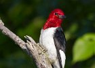 RHWoodpecker-0024.jpg