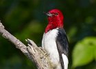 RHWoodpecker-0025.jpg