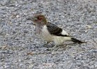 RHWoodpecker-0027.jpg