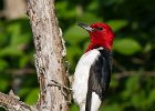 RHWoodpecker-0028.jpg