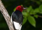 RHWoodpecker-0029.jpg