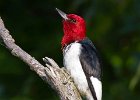 RHWoodpecker-0030.jpg