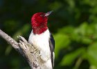 RHWoodpecker-0031.jpg
