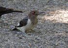 RHWoodpecker-0033.jpg