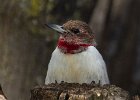 RHWoodpecker-0053.jpg