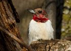 RHWoodpecker-0054.jpg
