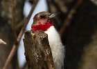 RHWoodpecker-0055.jpg