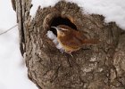Wrens