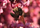 Bees