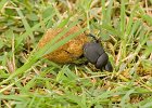 Beetles