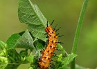 Caterpillars
