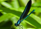 Damselflies