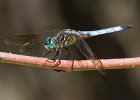 Dragonflies