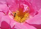 Flies