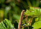 Mantids